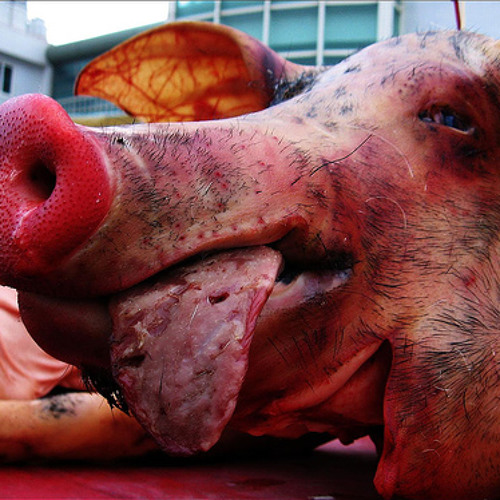 Dead Pig