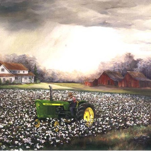 Cotton fields