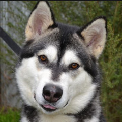 dr.myagi - Husky Dance School