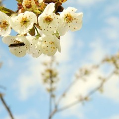 Spring is calling