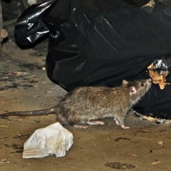 SEWER RAT