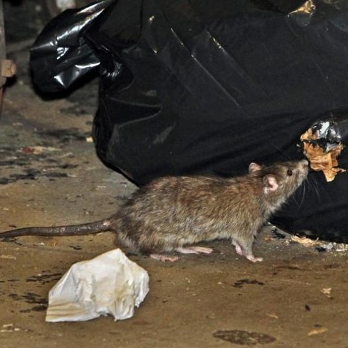 SEWER RAT
