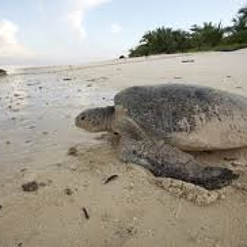 Fuerza Publica De Garabito Inicia Programa De Conservacion De Tortugas En Jaco