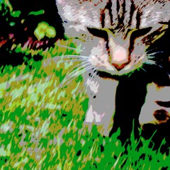 All Cats Like Electronic Music