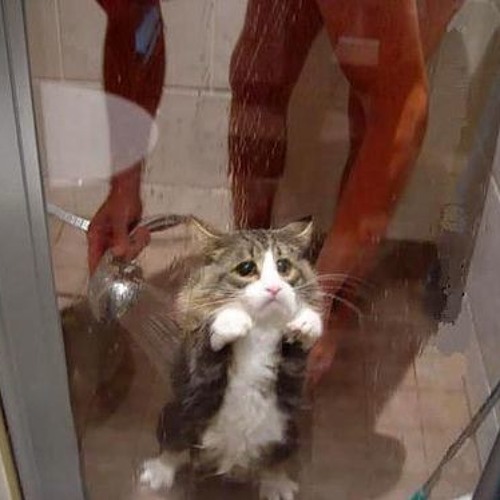 "Cats do not like to get wet" by bXmMusic w/ vocals by Buddy Caine