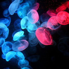 Hoppipolla (Sigur Ros vocal cover)