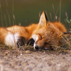 For The Foxes- We're Coming Up