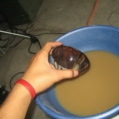Natural Rootz - Kava Song