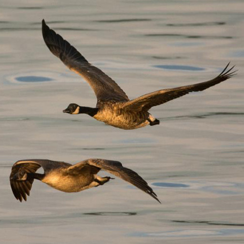 Birds Over Grey Water - Eileen Pakenham