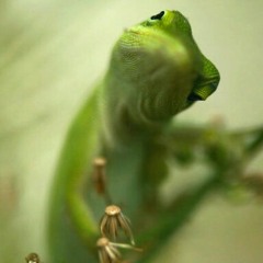 alien