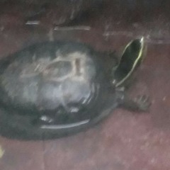 Demo By Carlos danger