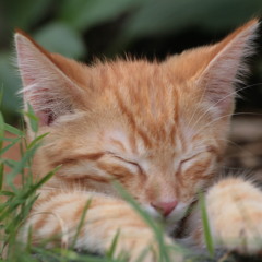 OST-Goodnight (Transition)