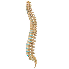 A car accident from the perspective of a human spine