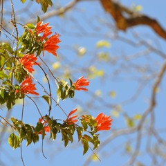 Meu Cenário - Cipó de São João