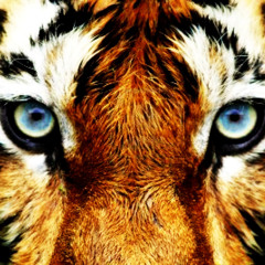 Bass Tiger