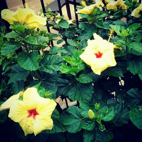 Emon Mi Nuwokusuti Ewe Samol (MALANY)