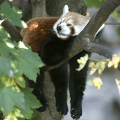 Cố giữ lý trí - Bảo Thạch