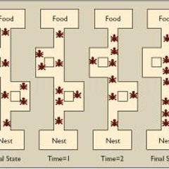 Ant Colony Optimization Algorithms