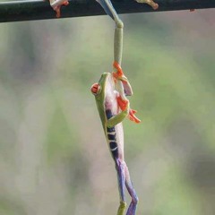 ছোট গল্প-কুমার বিশ্বজিৎ Choto golpo-Kumar biswaj