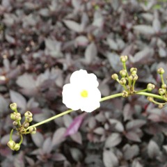 A Whole New World (Vocal Cover)