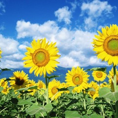 Mentha - Sunflower #VibeWar