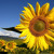 Artwork for Little Sunflower