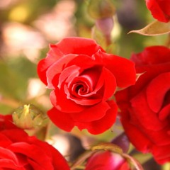 On The Arms Of Love