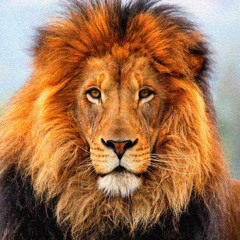 004 LION