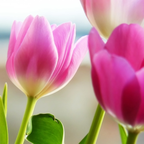 Advice to Those Married & Single By Abu ‘Abdis Salaam Siddiq Al Juyaanee