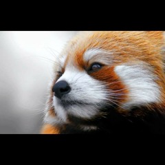 Tradition (RedPanda)2013