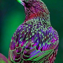 Norwegian Birds of Paradise