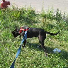 Binaural and Stereo Field Recordings