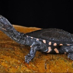 Turtleneck Freestyle