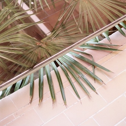 PALM