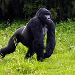 Do Gorillas really fight fair wars?