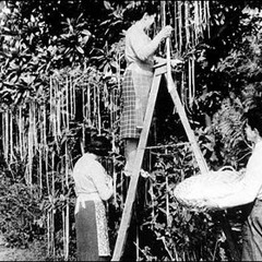 Spaghetti Trees