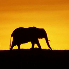 Silvio Luz - Africanos (Sergio Olivares Remix)