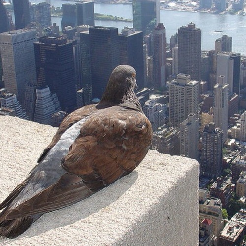 Bird's Eye View at Level One Up