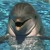 Artwork for Demented Dolphins