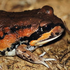 Giant Banjo Frog (Limnodynastes interioris) chorus, Backyamma State Forest, NSW, Australia