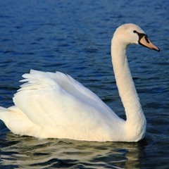 Un Cygne (Labud)