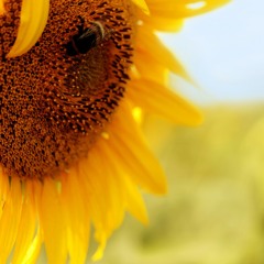 SunFlower (Original Mix)