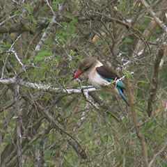 Busch am Tag, Kruger National Park, South Africa