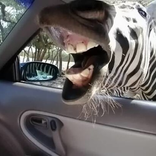 Das Zebra