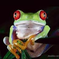 MTG - SUCESSAGEM DAS PERERECAS LIGHT - (DJS FELIPE MEGA & RUAN MD) -