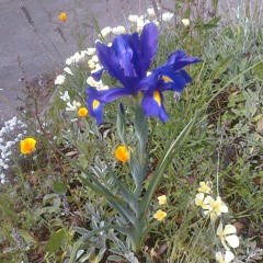 Culture of "Having to Make Money" - Diane Shavelson