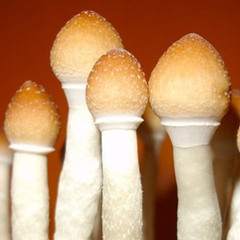 Mushroom Madness / Snap Judgment, "You Don't Know Me"