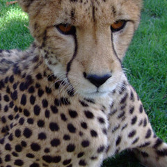 Cheetah Purr