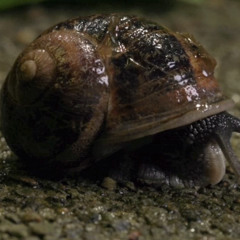 The Sex Life of a Snail - Wildlife Film