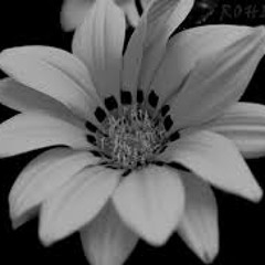 گلهای شادی_حبیب